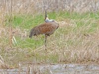 A928487c  Sandhill Crane (Antigone canadensis) and Wood Duck (Aix sponsa)